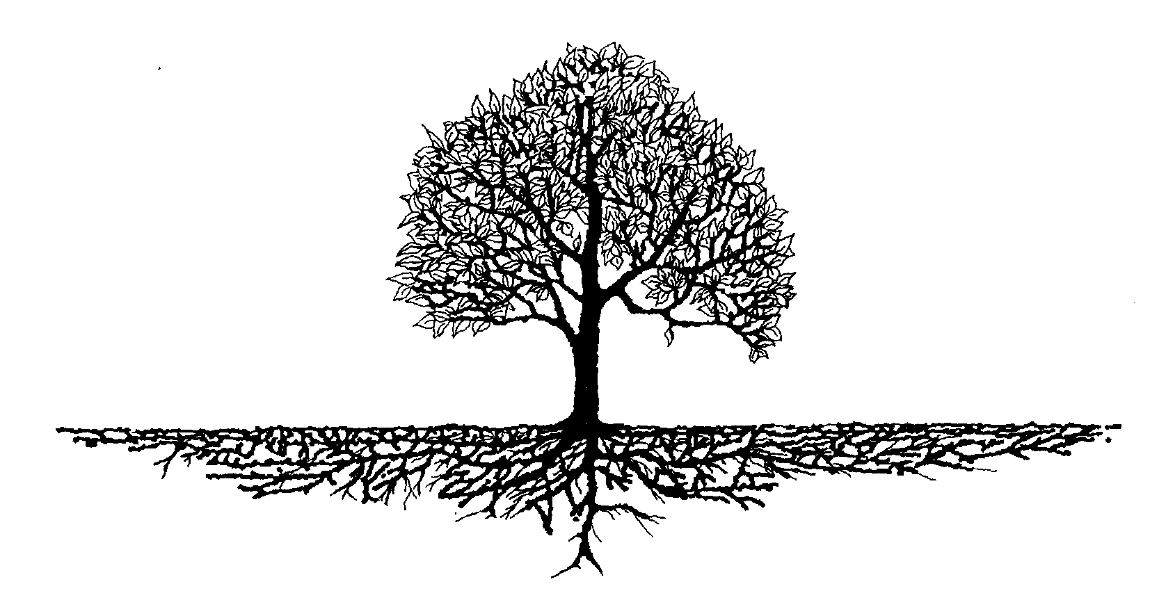 clipart tree with roots and fruit - photo #34
